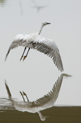 0367tm ○と×と◇と