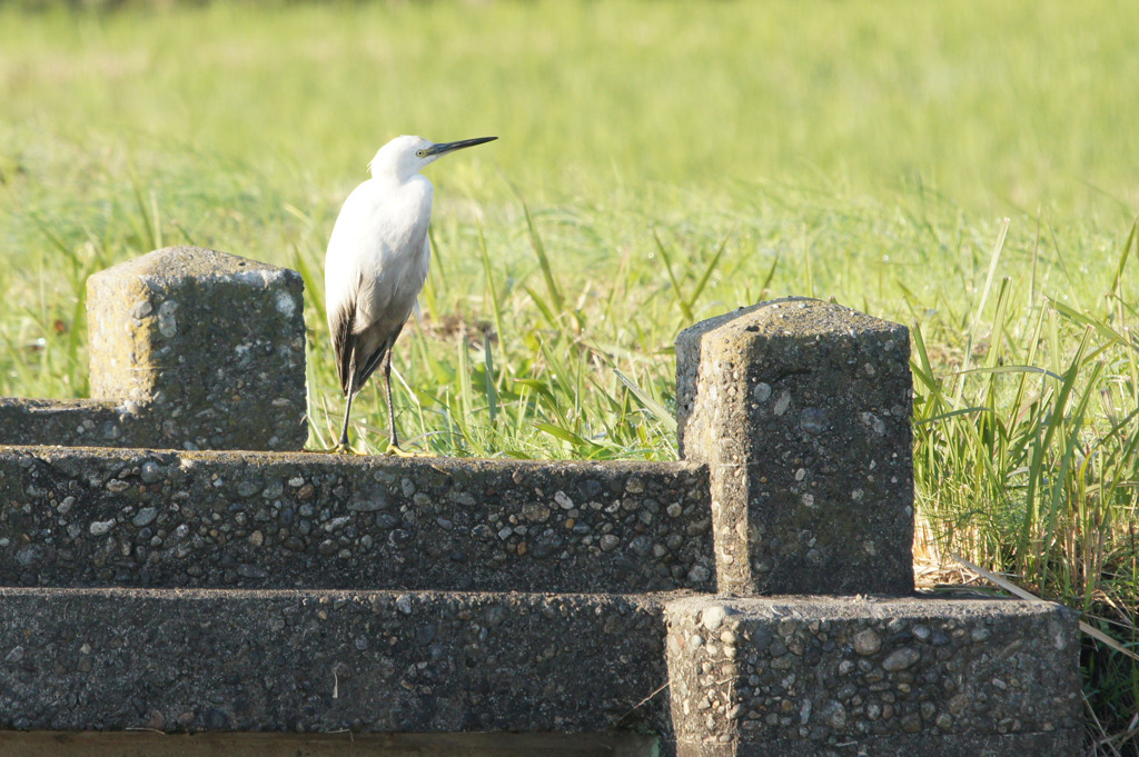 9007t 気になるこの子