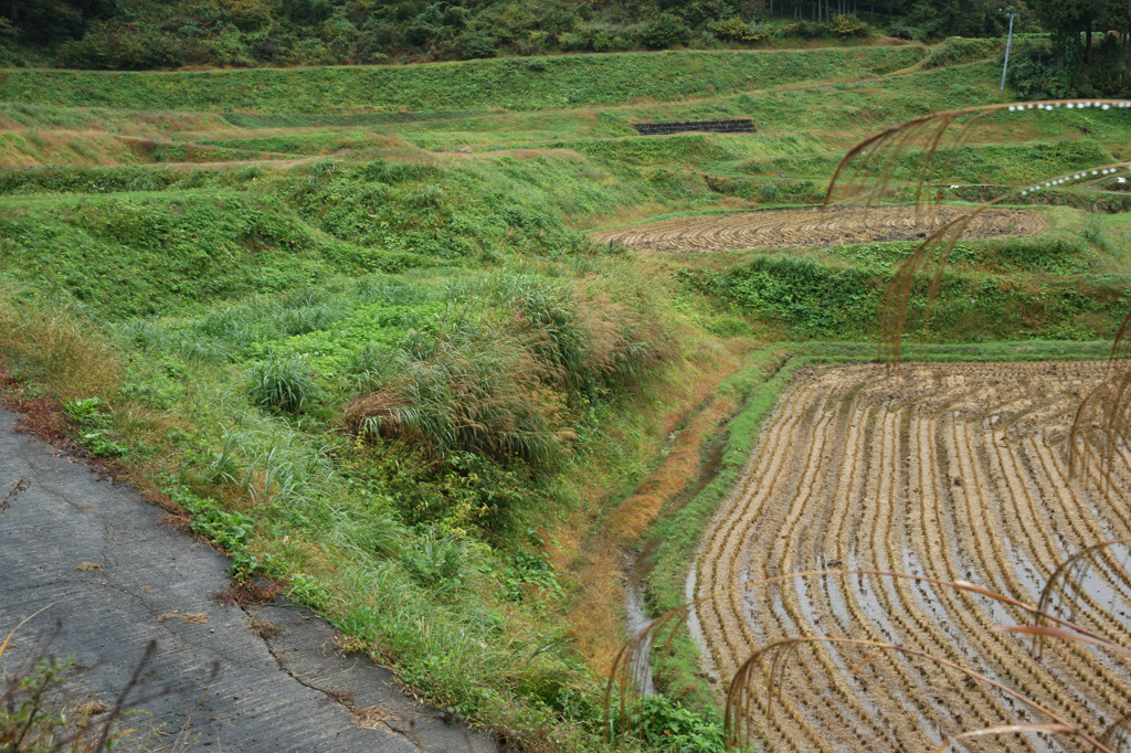 3698 雨の段々畑