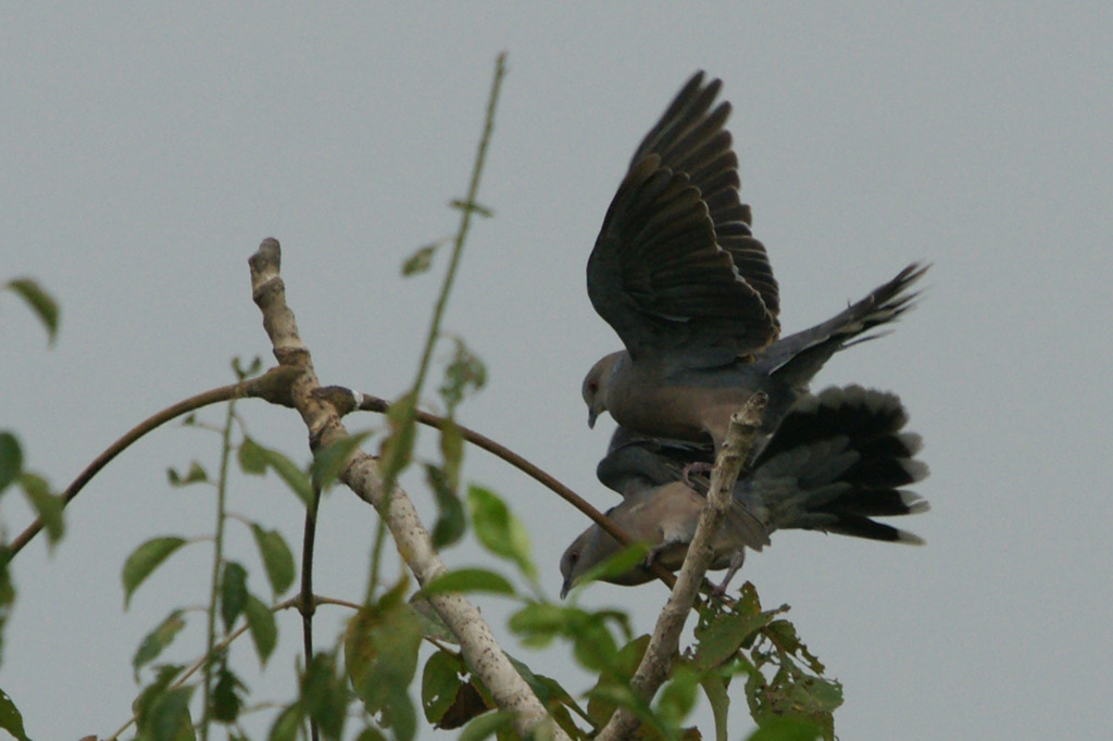 3654t ハトのカップル