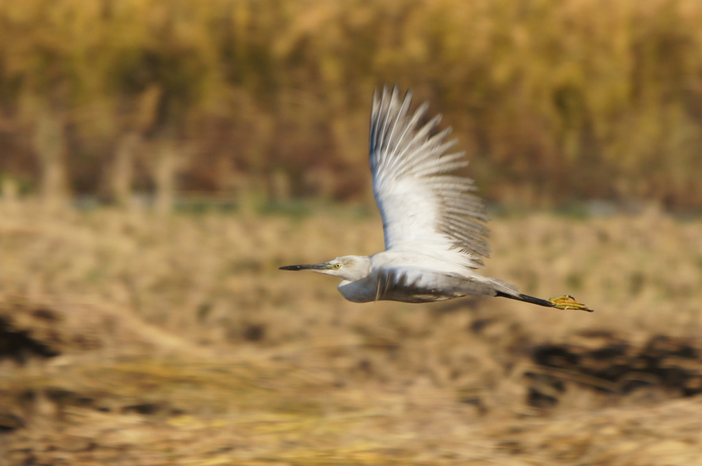 8909t 気になるこの子