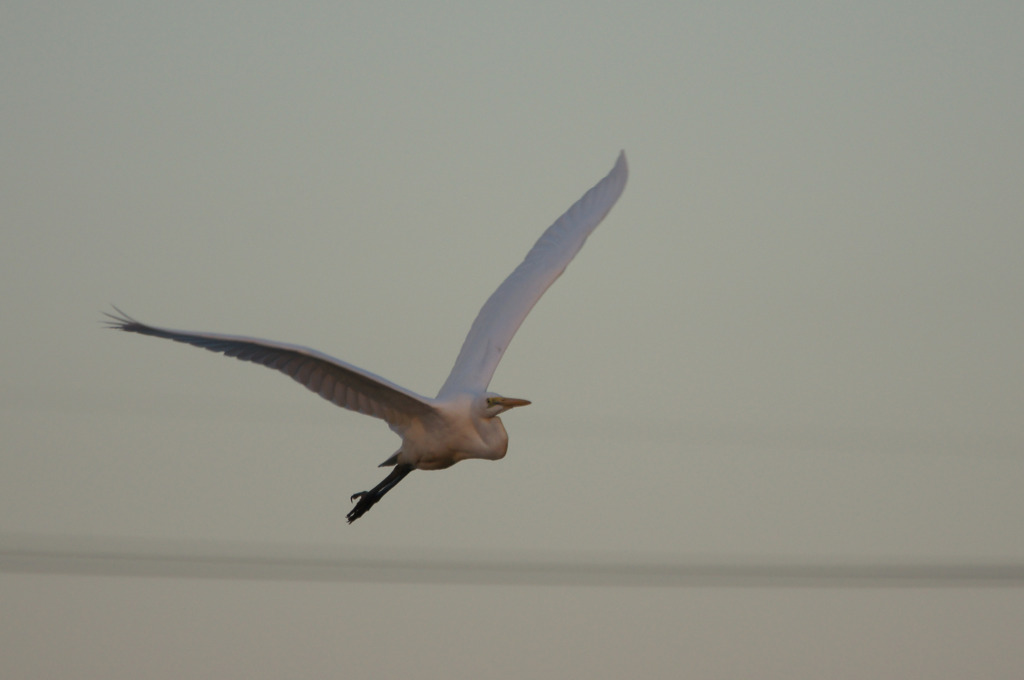 1368t 夕陽を浴びて