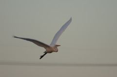 1368t 夕陽を浴びて