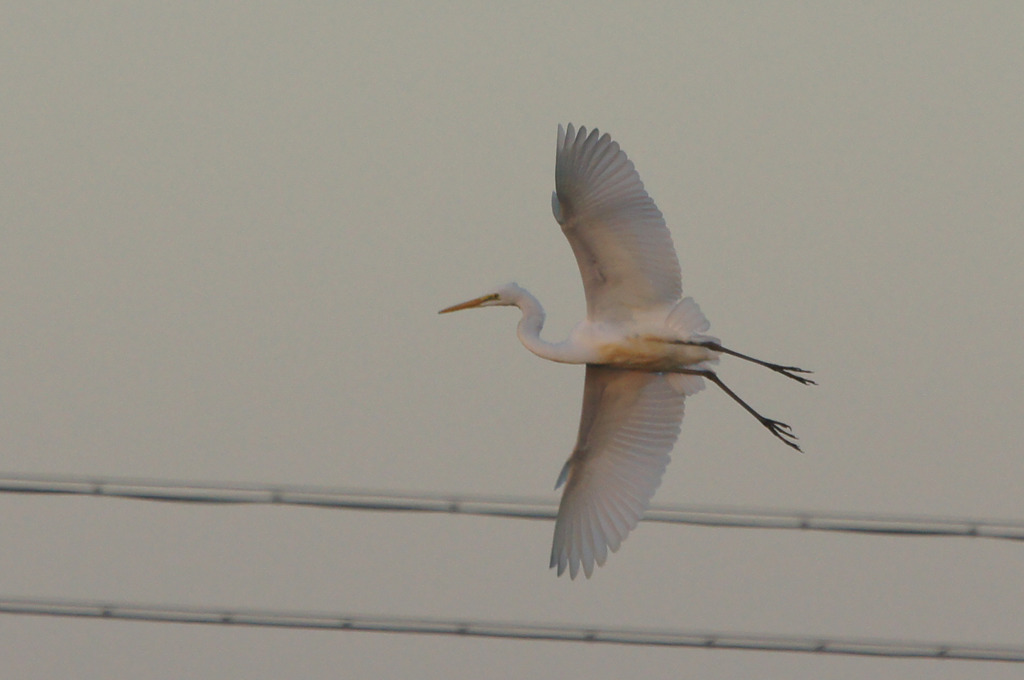 1361t 夕陽に向かって