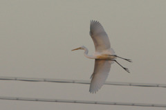 1361t 夕陽に向かって