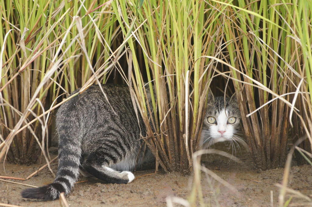 6462 頭隠さず尻隠さず