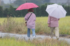 6788 雨中の散歩