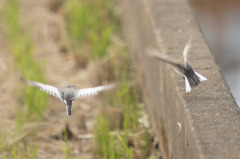 7462t さぁ飛ぶぞっ!!