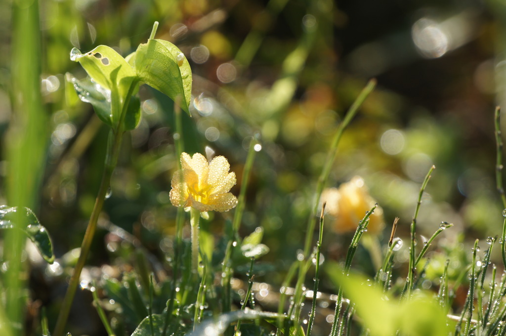 2883 朝日に映える草花