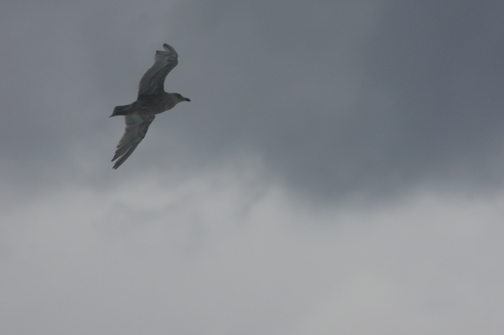 7217 越前海岸の鳥