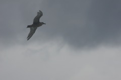 7217 越前海岸の鳥