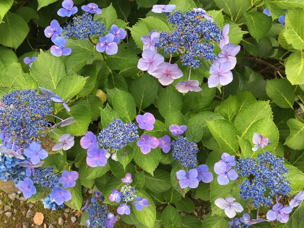 本光寺あじさい