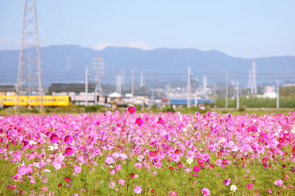 コスモスと北勢線