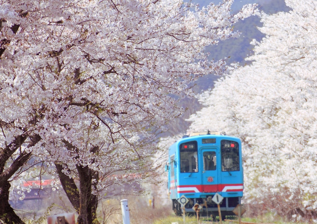 Sakura railway2