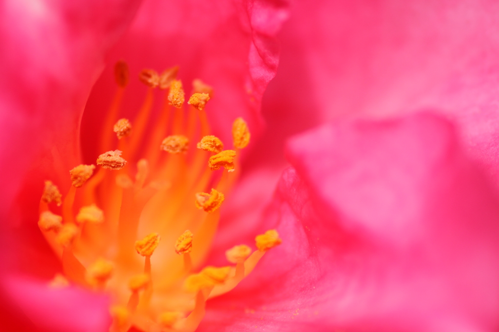 我が家の山茶花　なにか言ってよ