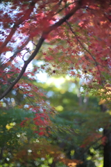 東山紅葉