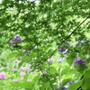青紅葉と紫陽花