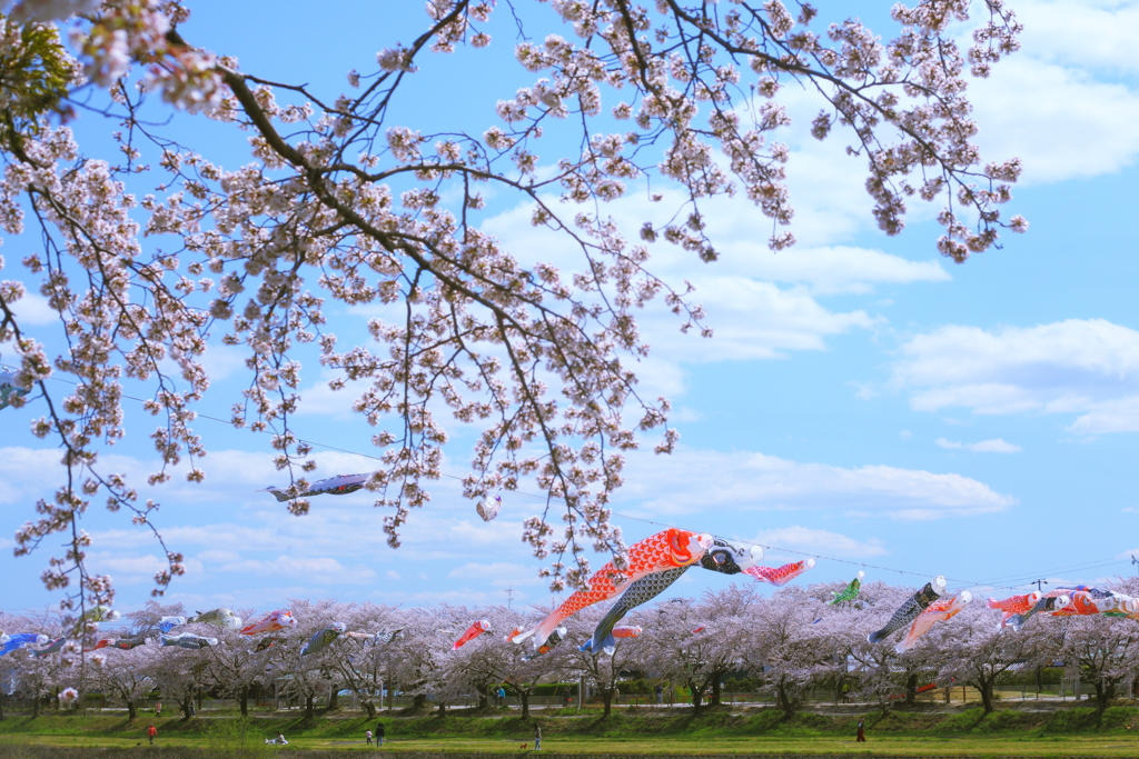 鯉のぼりと桜①
