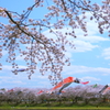 鯉のぼりと桜①