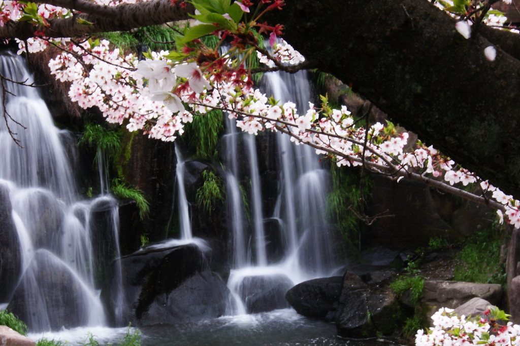 山崎川瑞穂の桜