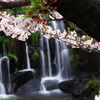 山崎川瑞穂の桜