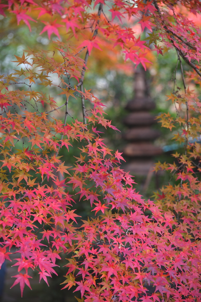 禅隆寺秋色