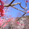 今年初の梅