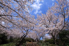 白野江公園　桜