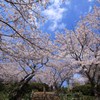 白野江公園　桜