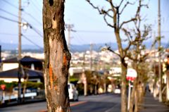 街路樹の向こう