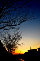 SAKURA Twilight