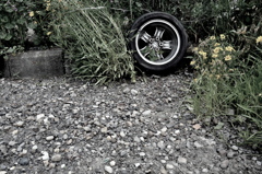 wheel of nature