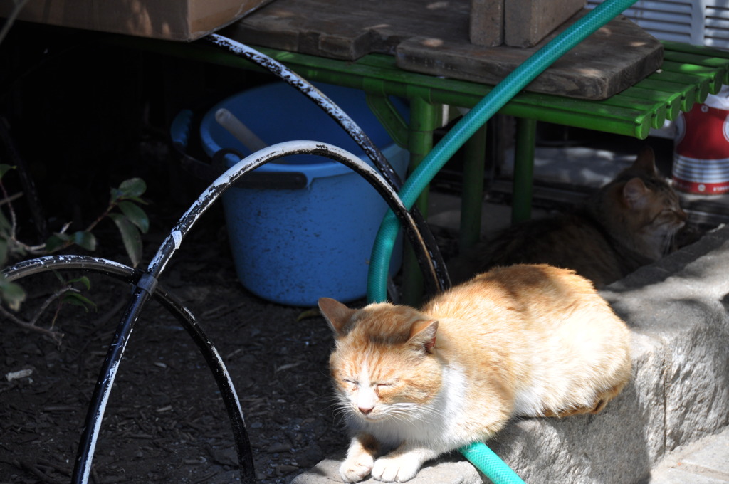 日向と日影とねこ