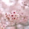桜咲く2014