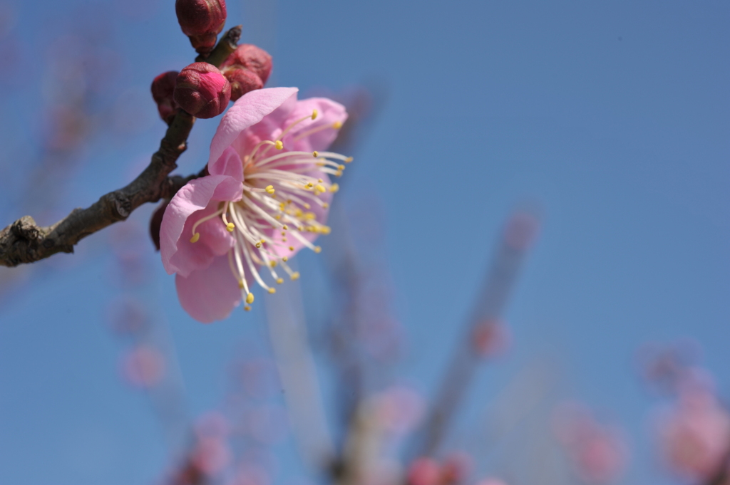 梅、横から