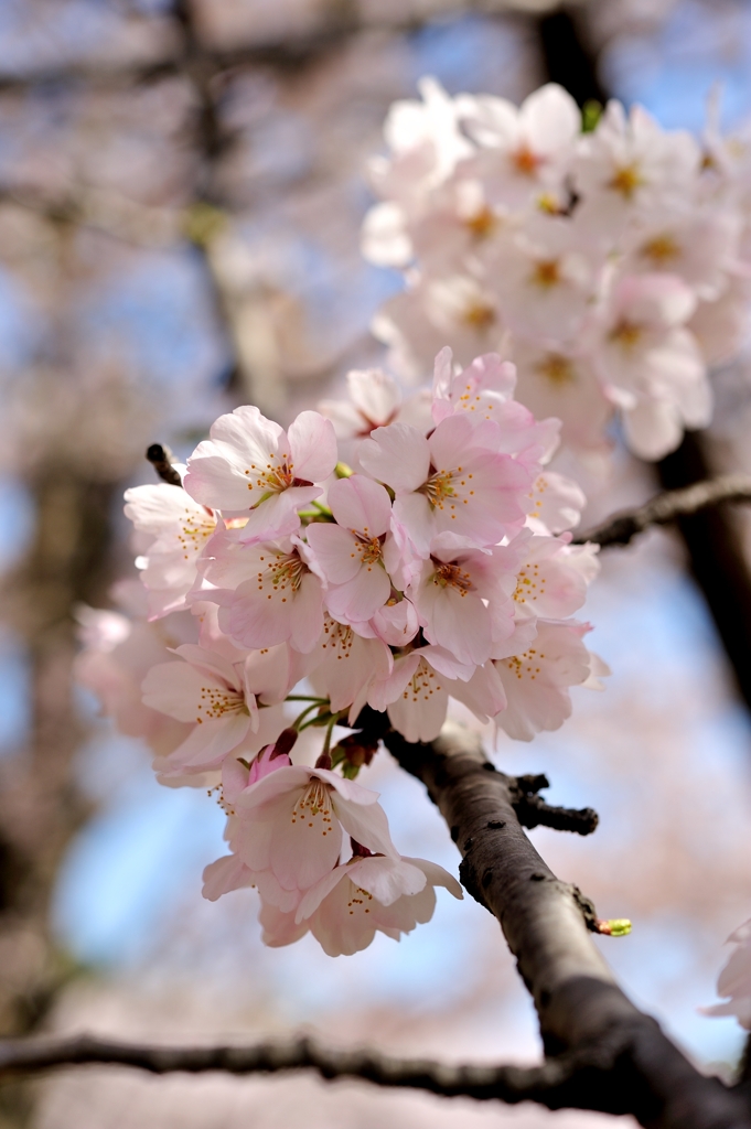 きれいに桜色