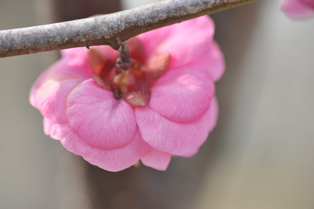 梅の花びら、裏側から