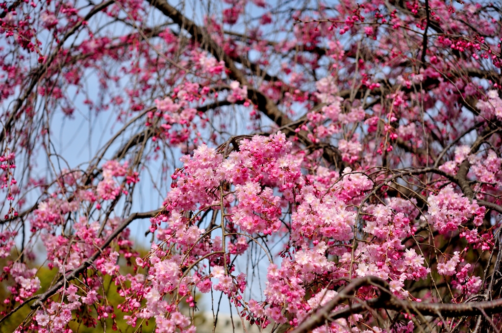 満開！枝垂桜