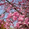 満開！枝垂桜
