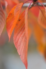 色づく桜の葉