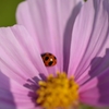 テントウムシと秋桜