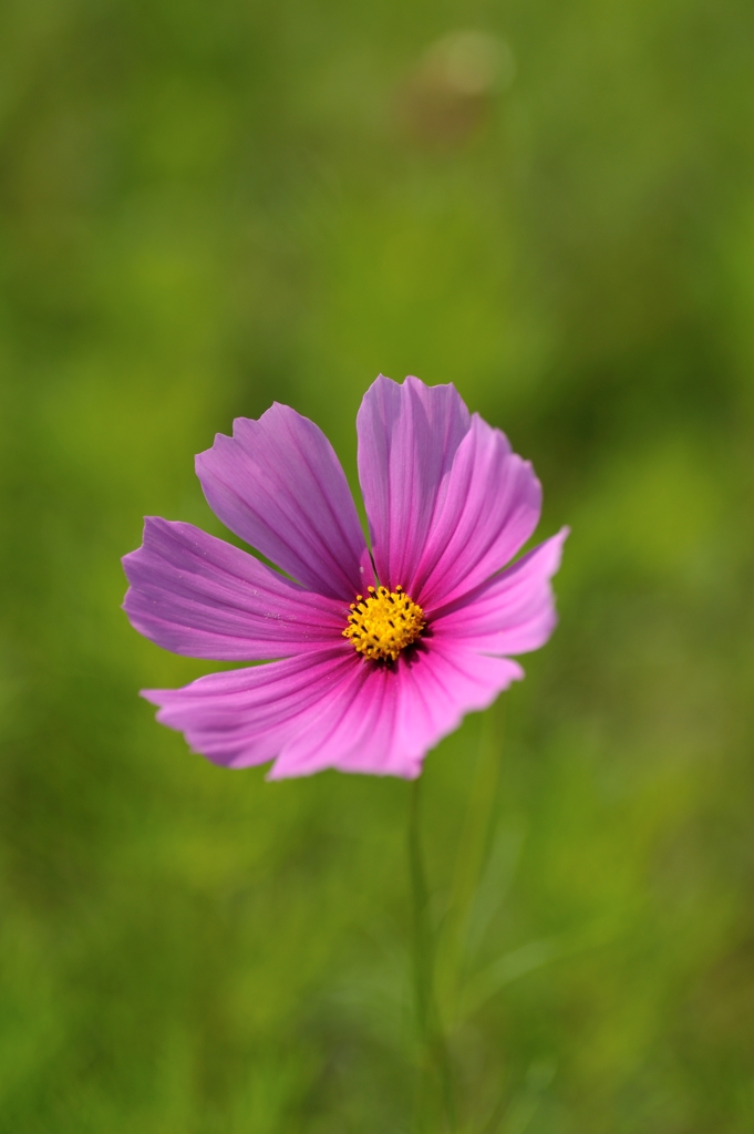 秋桜