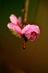 蕾と水玉