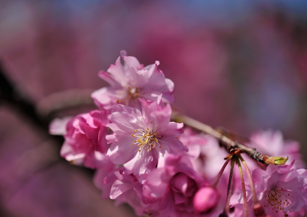 枝垂桜