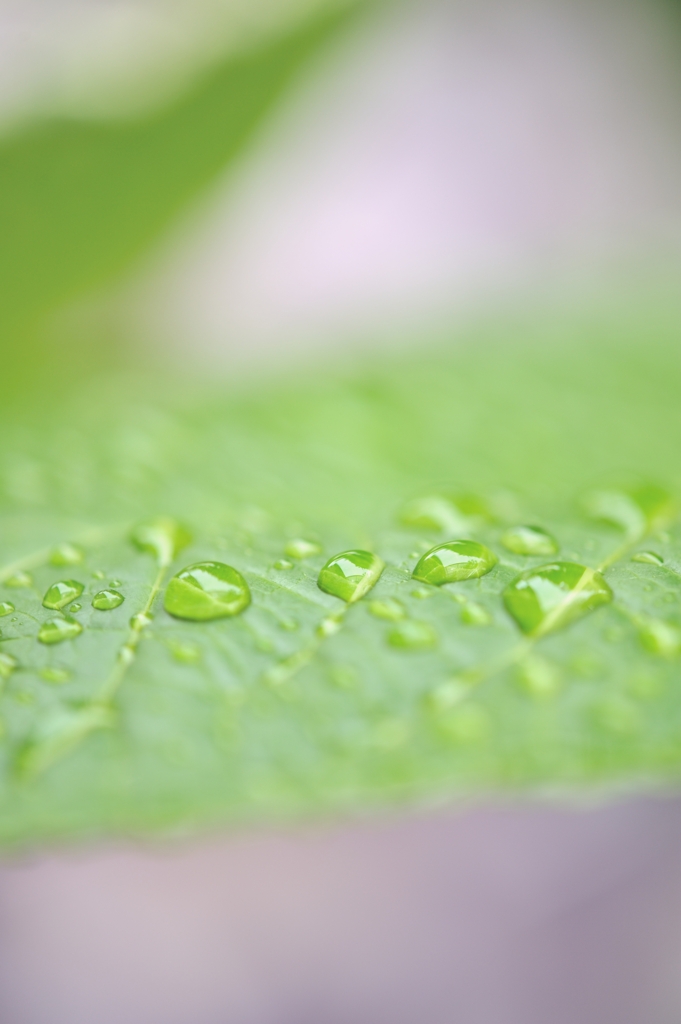 雨に濡れた葉