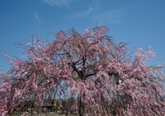 嵐山の枝垂桜