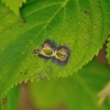 仮面を付けた葉