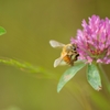 ミツバチと花