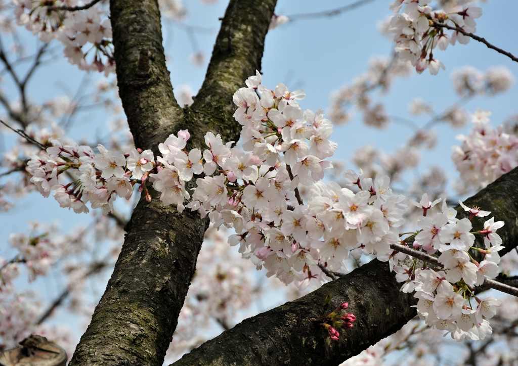 桜咲く