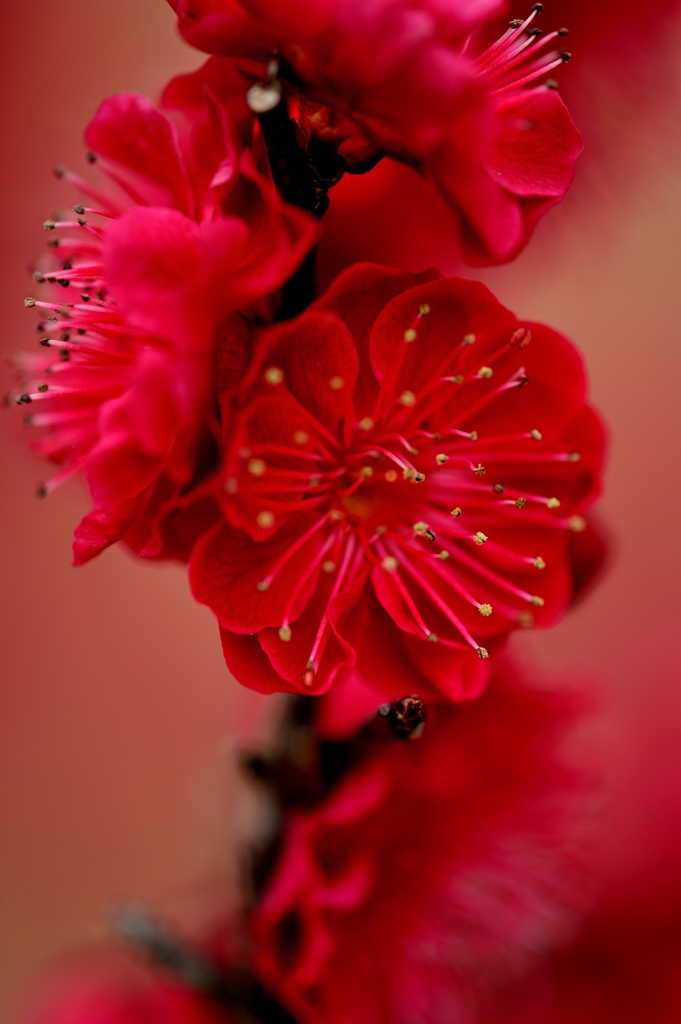 紅の梅